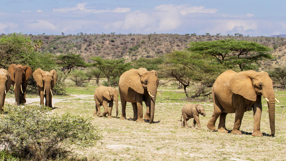 Buffalo Springs National Reserve