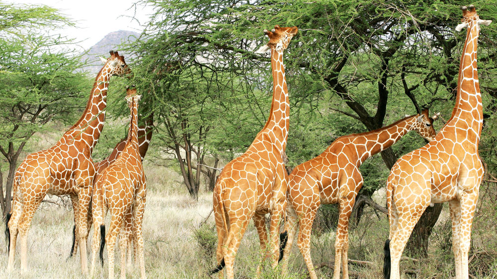 Buffalo Springs National Reserve