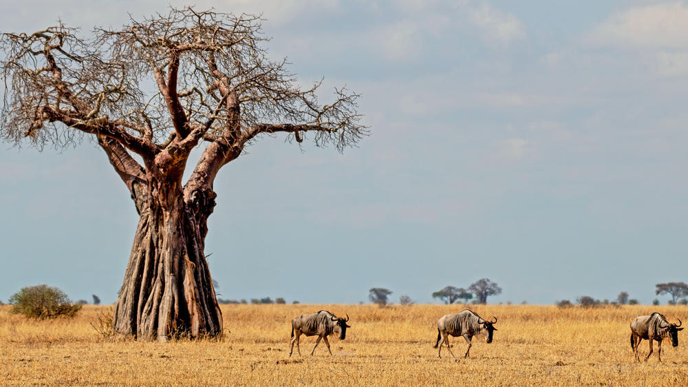 Tarangire National Park