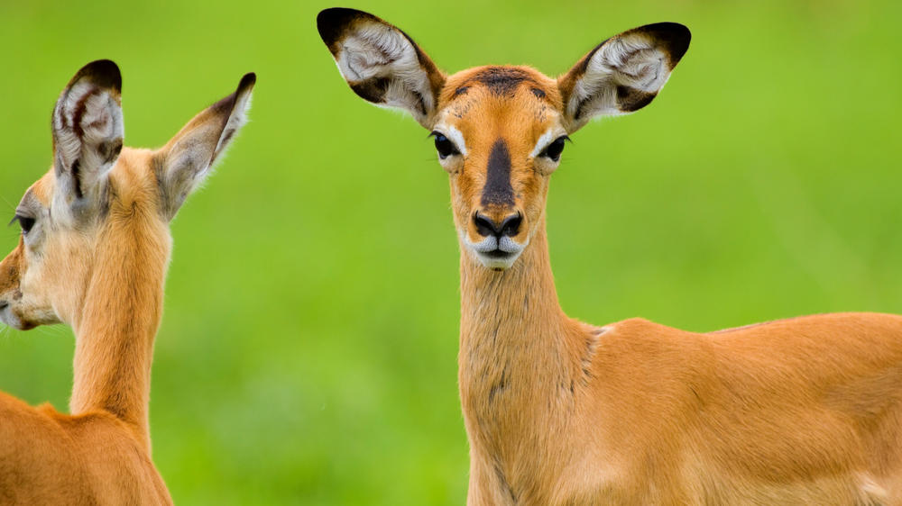 Tarangire National Park