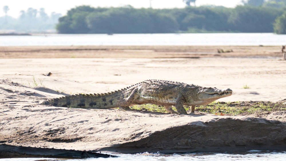 Nyerere National Park
