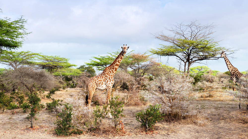 Nyerere National Park