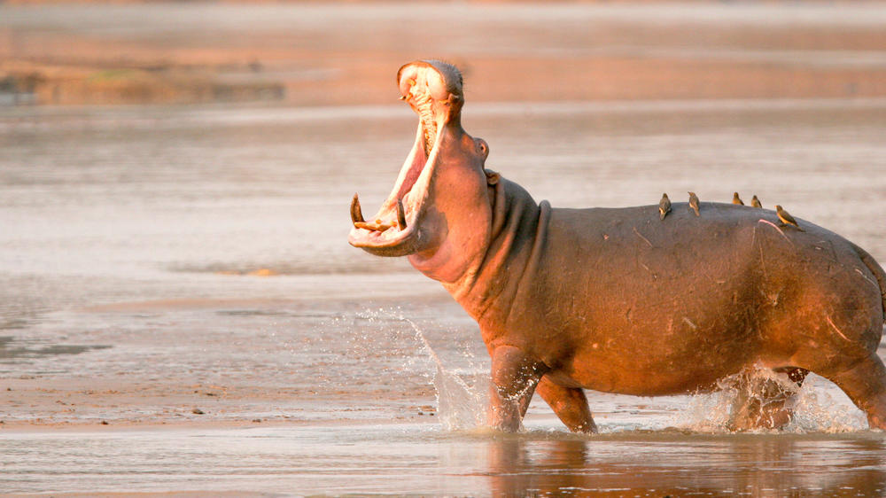 Nyerere National Park