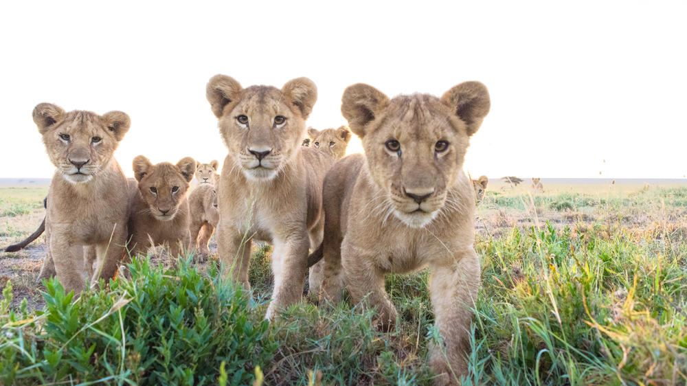 Nyerere National Park