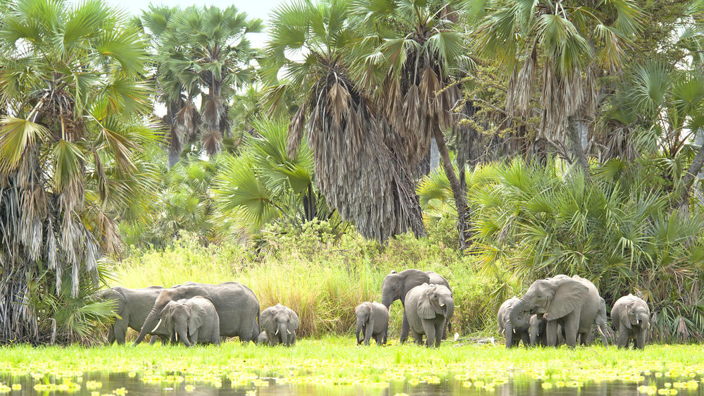 Nyerere National Park