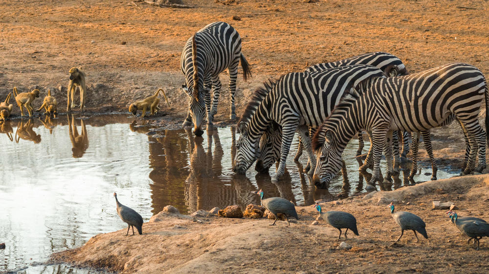 Majete Wildlife Reserve
