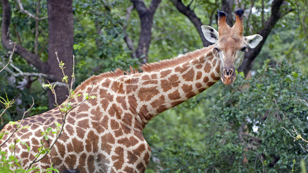 Majete Wildlife Reserve