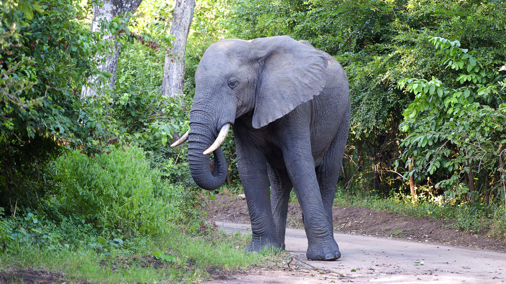 Majete Wildlife Reserve
