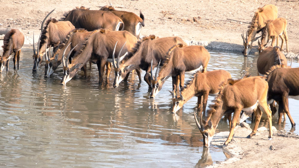 Majete Wildlife Reserve