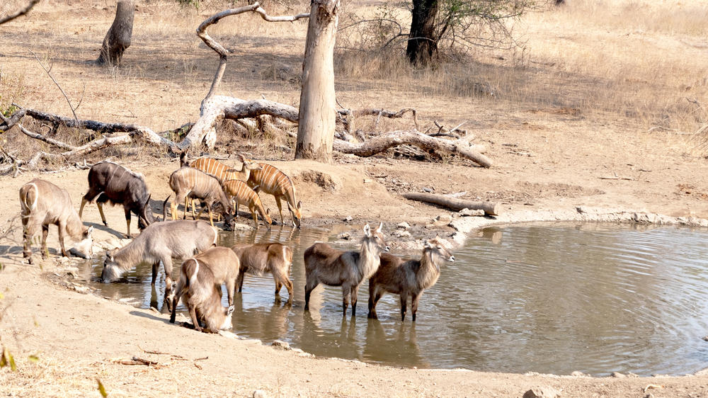 Majete Wildlife Reserve