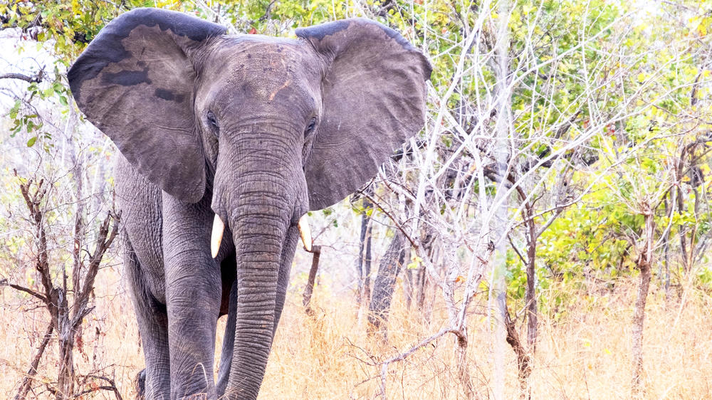 Majete Wildlife Reserve