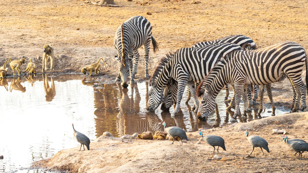 Majete Wildlife Reserve