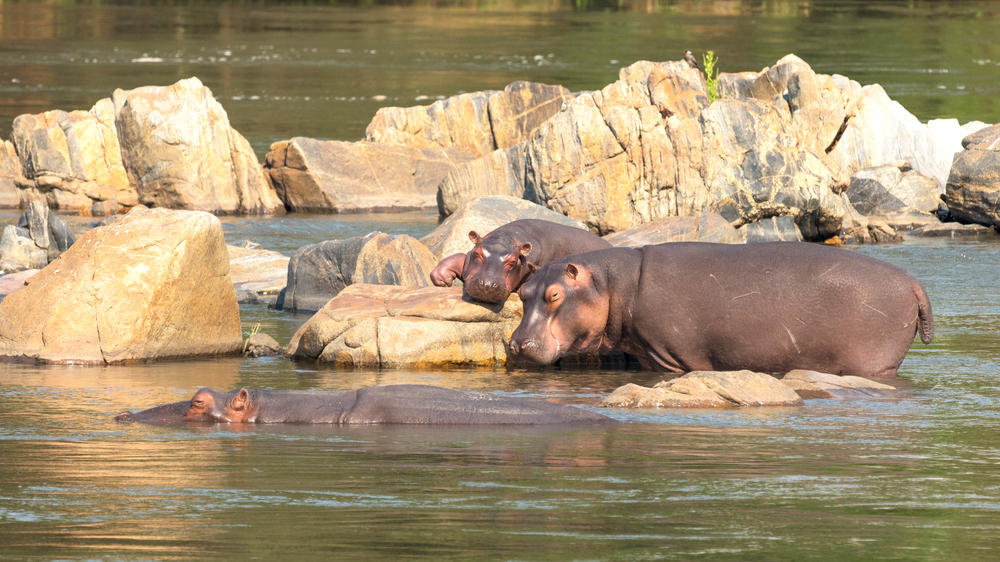 Majete Wildlife Reserve