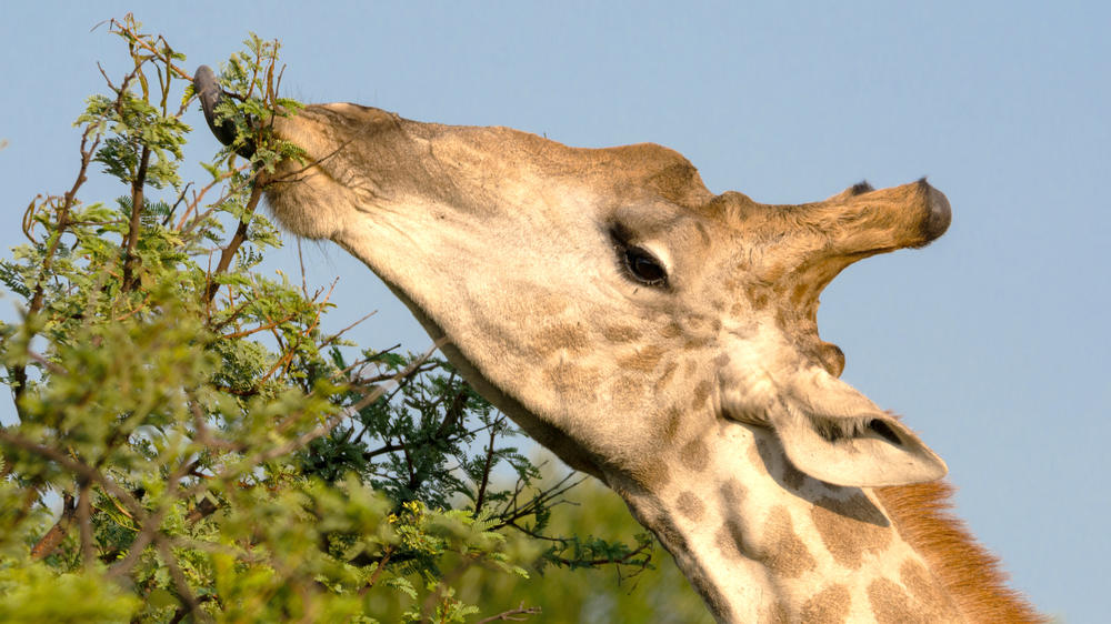 Khwai Community Area