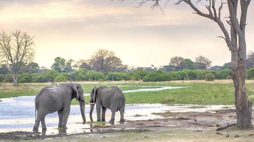 Khwai Community Area