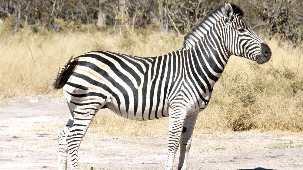 Khwai Community Area