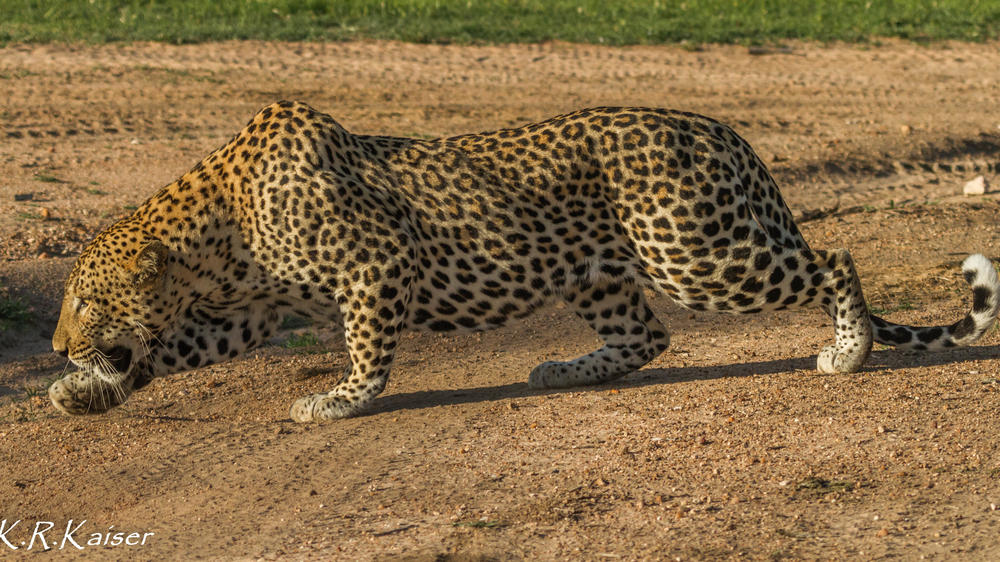 Thornybush Game Lodge