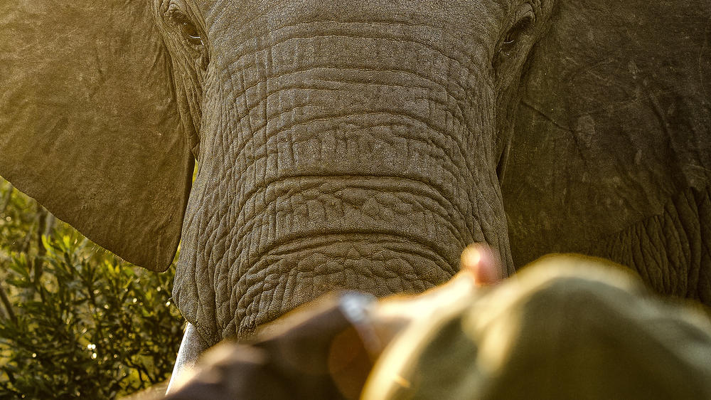 Thornybush Game Lodge