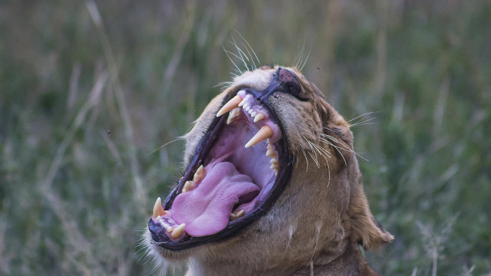 Thornybush Game Lodge