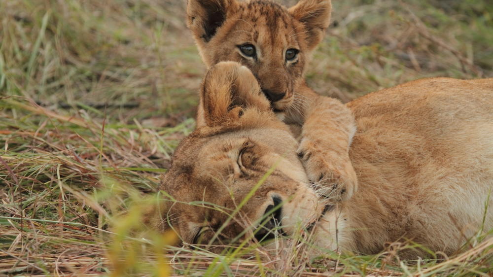 Savanna Private Game Reserve