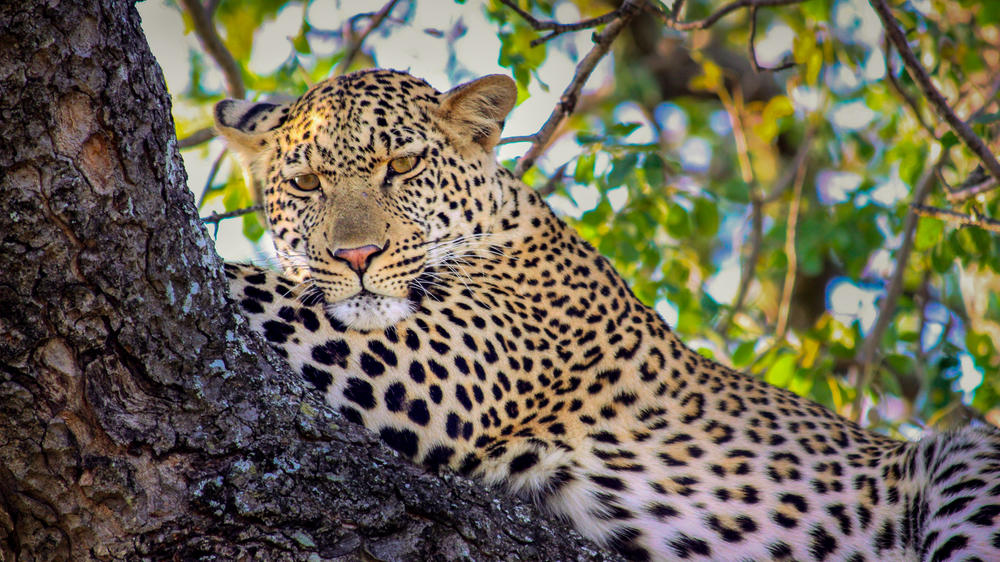 andBeyond Ngala Safari Lodge