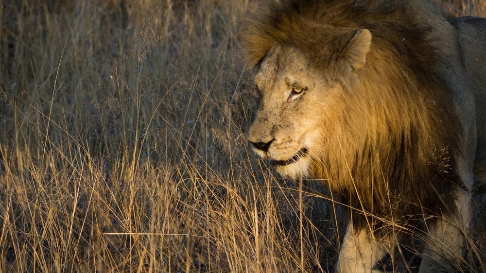 andBeyond Ngala Safari Lodge