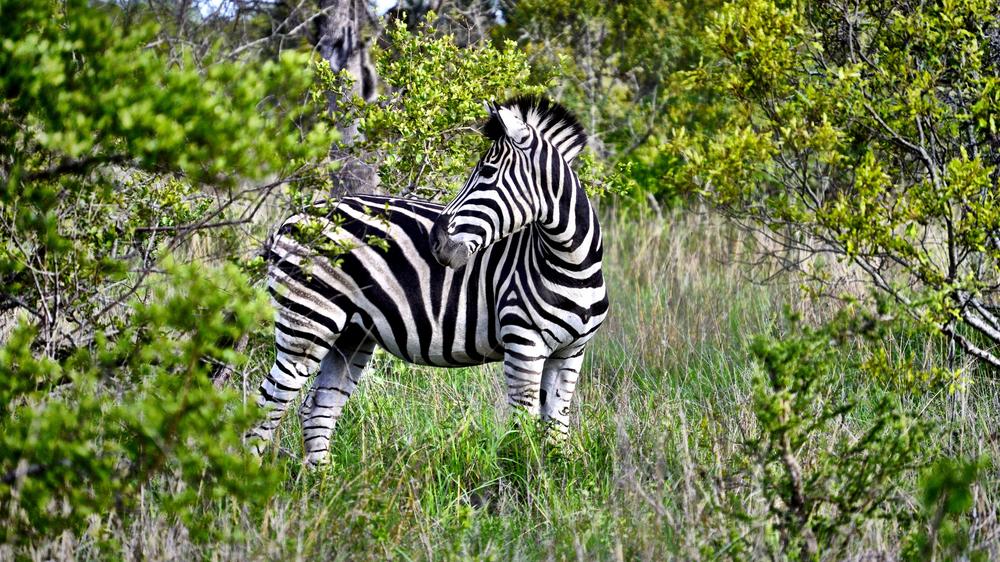 andBeyond Ngala Safari Lodge