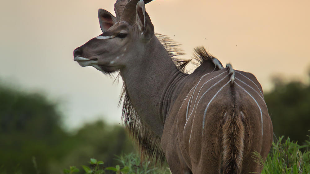 Motswari Private Game Reserve