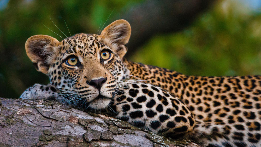 Motswari Private Game Reserve