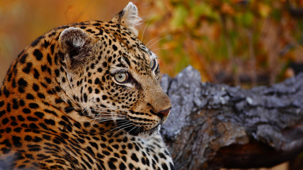 Motswari Private Game Reserve