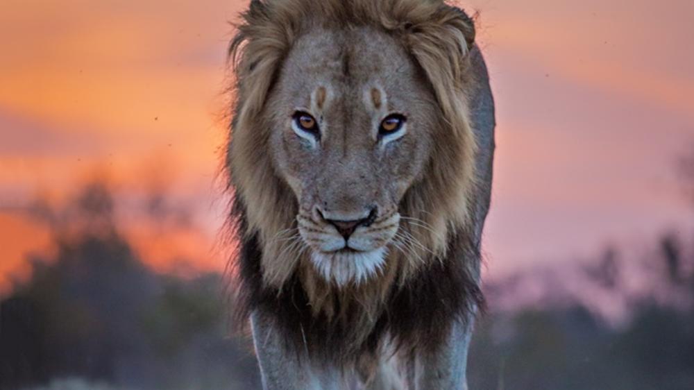 Motswari Private Game Reserve