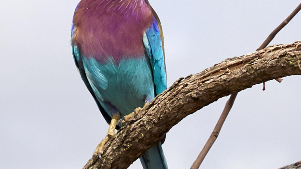 Motswari Private Game Reserve