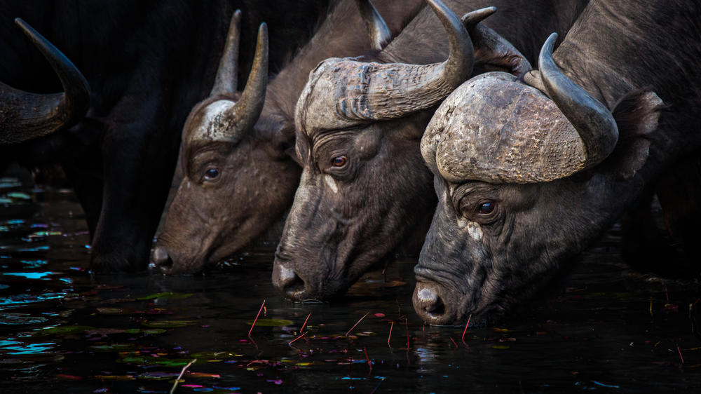 Motswari Private Game Reserve