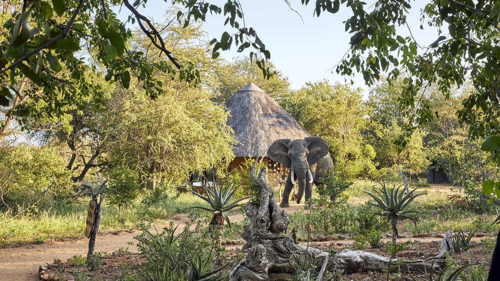 Motswari Private Game Reserve