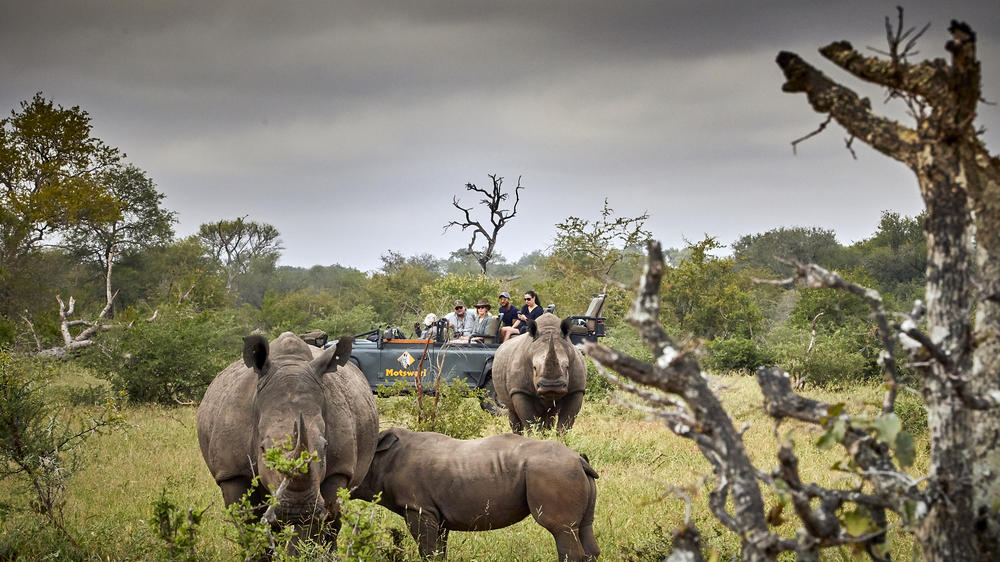 Motswari Private Game Reserve