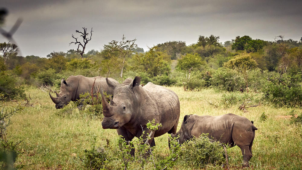 Motswari Private Game Reserve