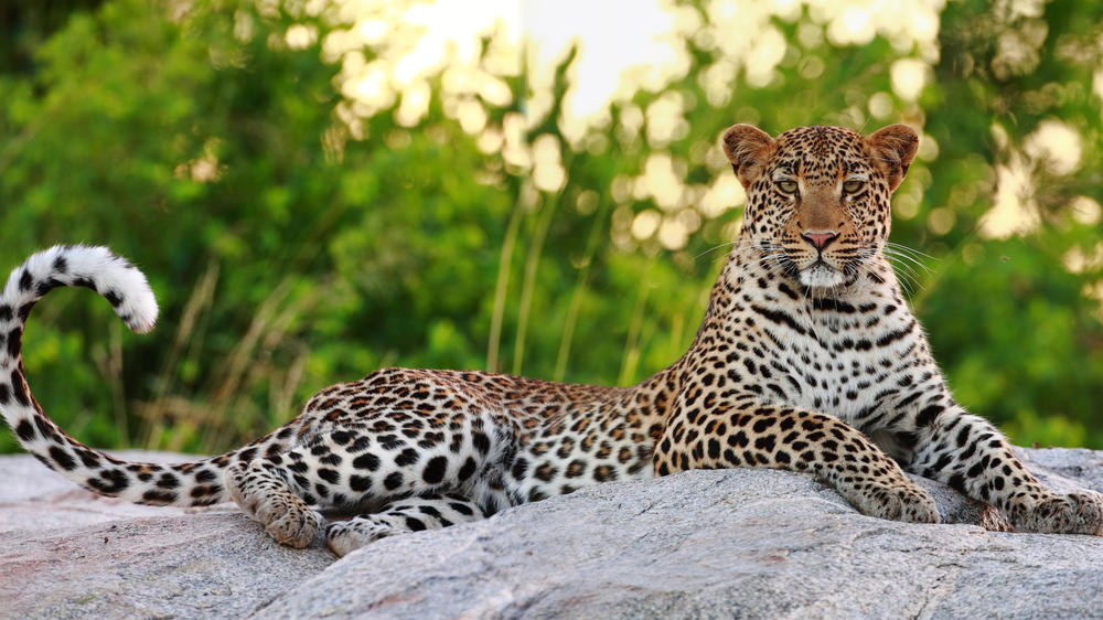 Motswari Private Game Reserve