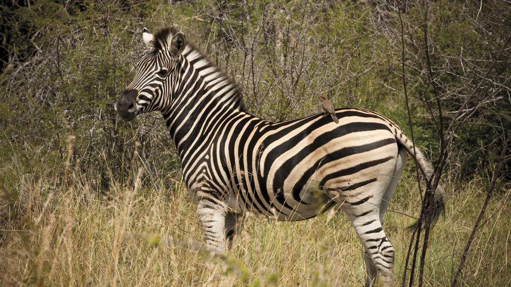Madikwe Safari Lodge