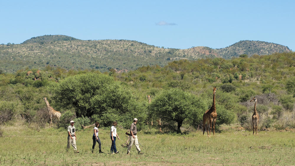 Madikwe Safari Lodge