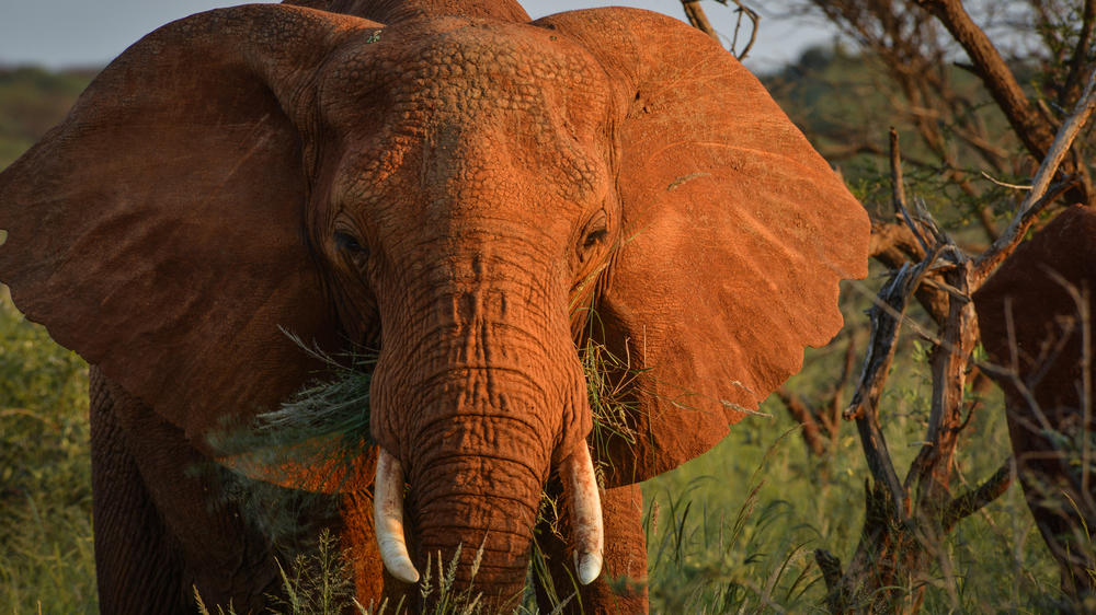Madikwe Safari Lodge