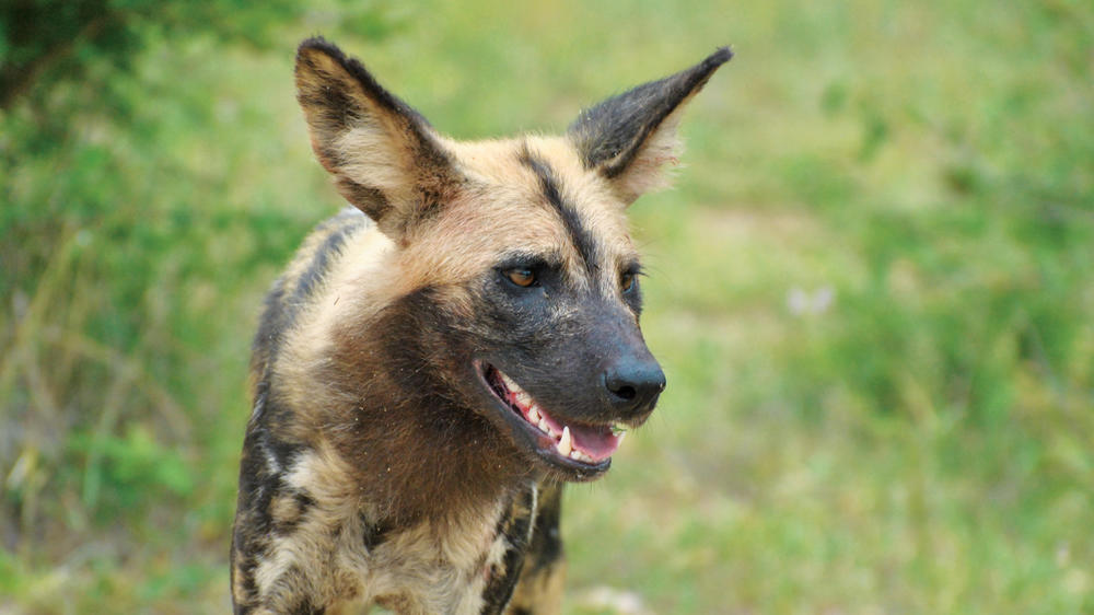 Madikwe Safari Lodge