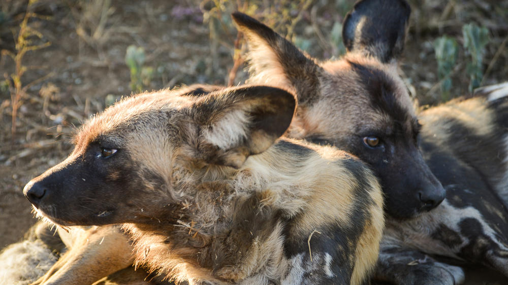 Madikwe Safari Lodge
