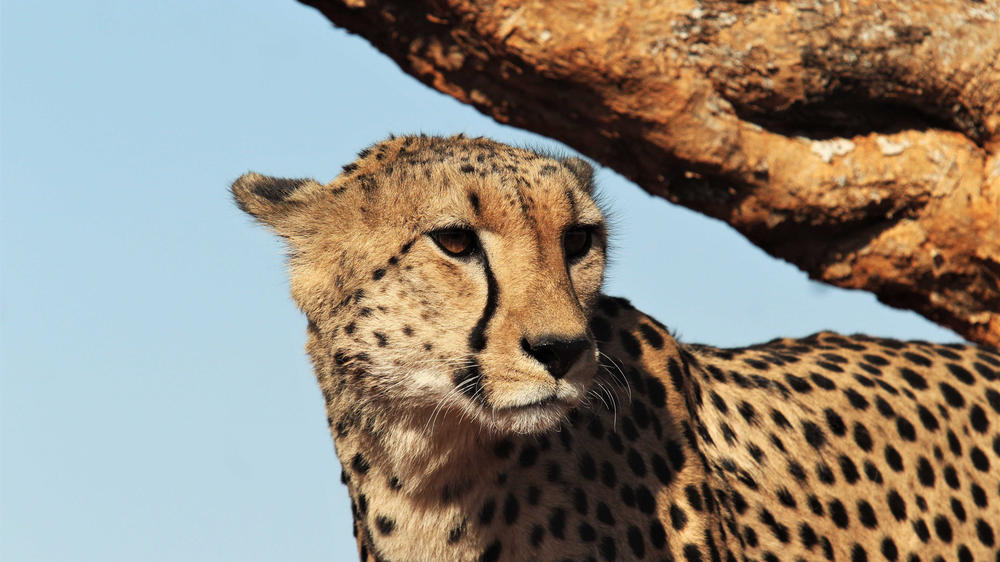 Madikwe Safari Lodge