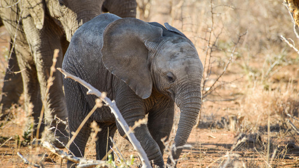 Madikwe Safari Lodge