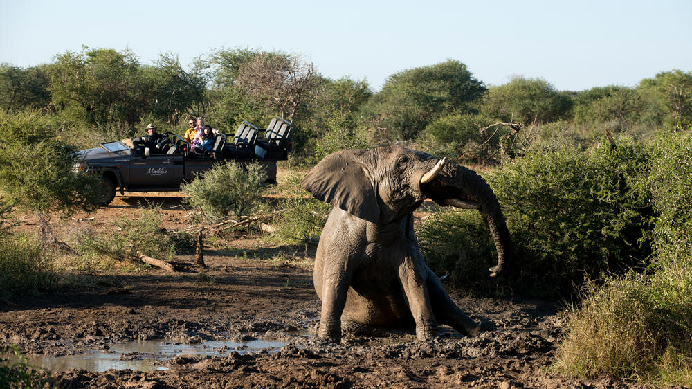 Madikwe Safari Lodge