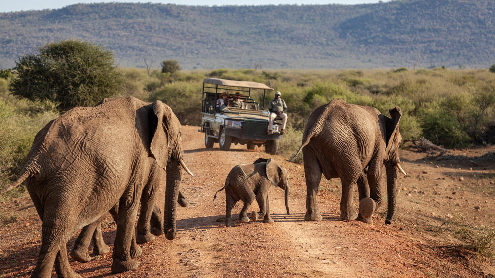 Madikwe Hills Private Game Lodge