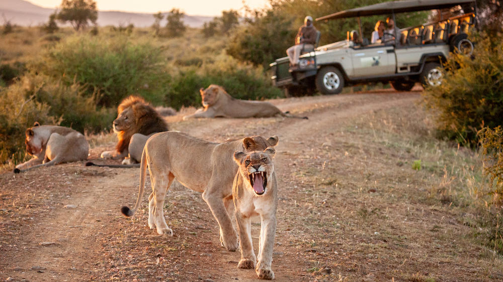 Madikwe Hills Private Game Lodge