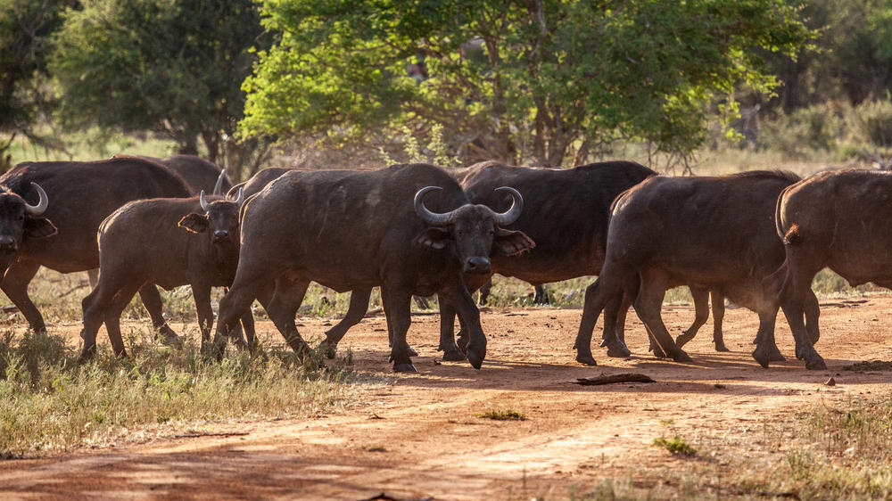 Madikwe Hills Private Game Lodge
