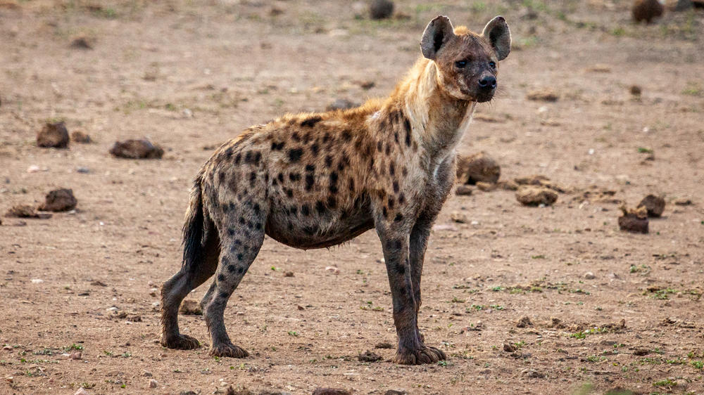 Madikwe Hills Private Game Lodge