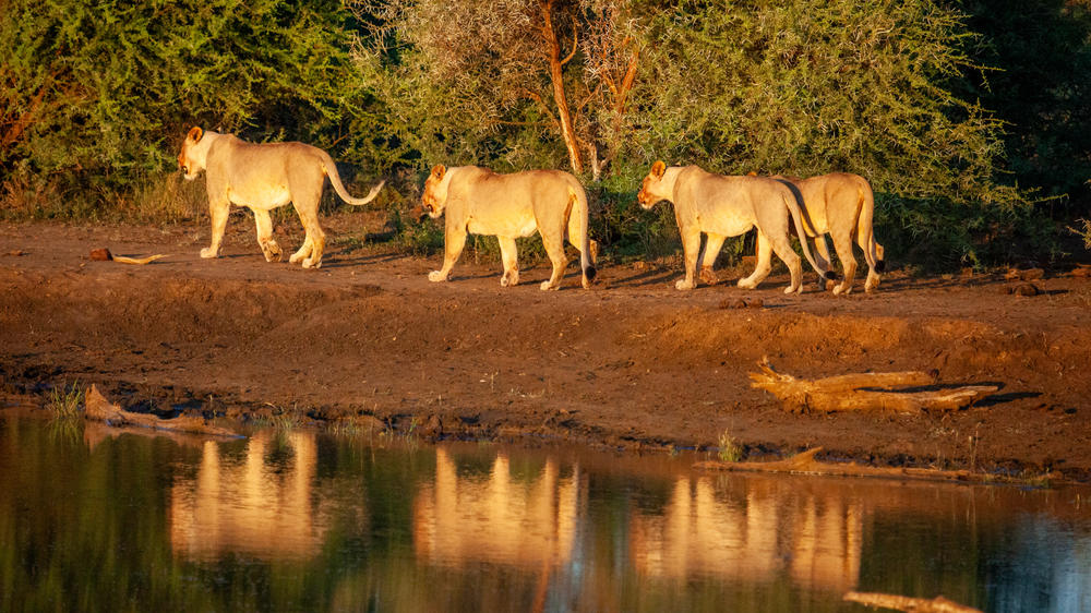 Madikwe Hills Private Game Lodge